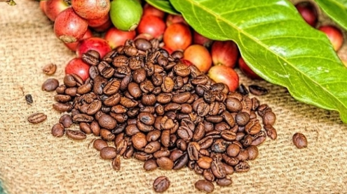 Hai sàn cà phê thế giới cùng tăng mạnh sau cuộc họp của Fed, trong nước theo đà tăng vượt 42.000 đồng/kg