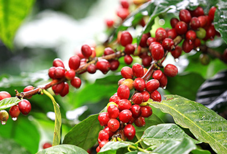Giá cà phê biến động trái chiều, Robusta lấy lại được đà tăng ở hạn mức giao hàng tháng 7/2022