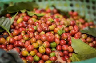 Cà phê tiếp tục giảm trên cả hai sàn giao dịch thế giới, Arabica sụt giảm trước thông tin xuất khẩu cà phê Brazil tăng mạnh